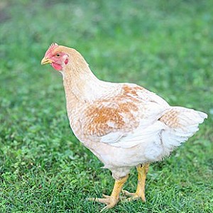Freedom Ranger Color Yield Chicken
